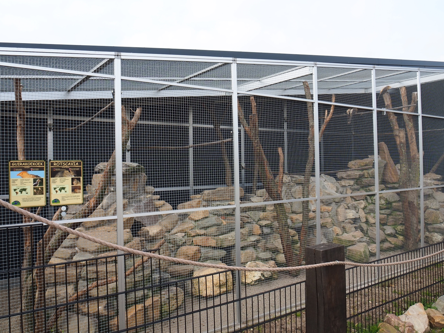 Rock cavy - Guira cuckoo exhibit, 2019-04-06