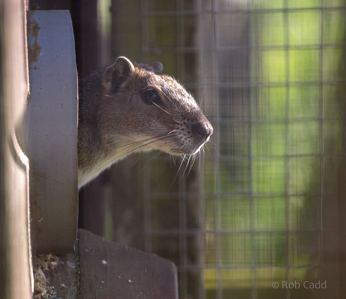 Rock cavy : Hamerton : 14 May 2017
