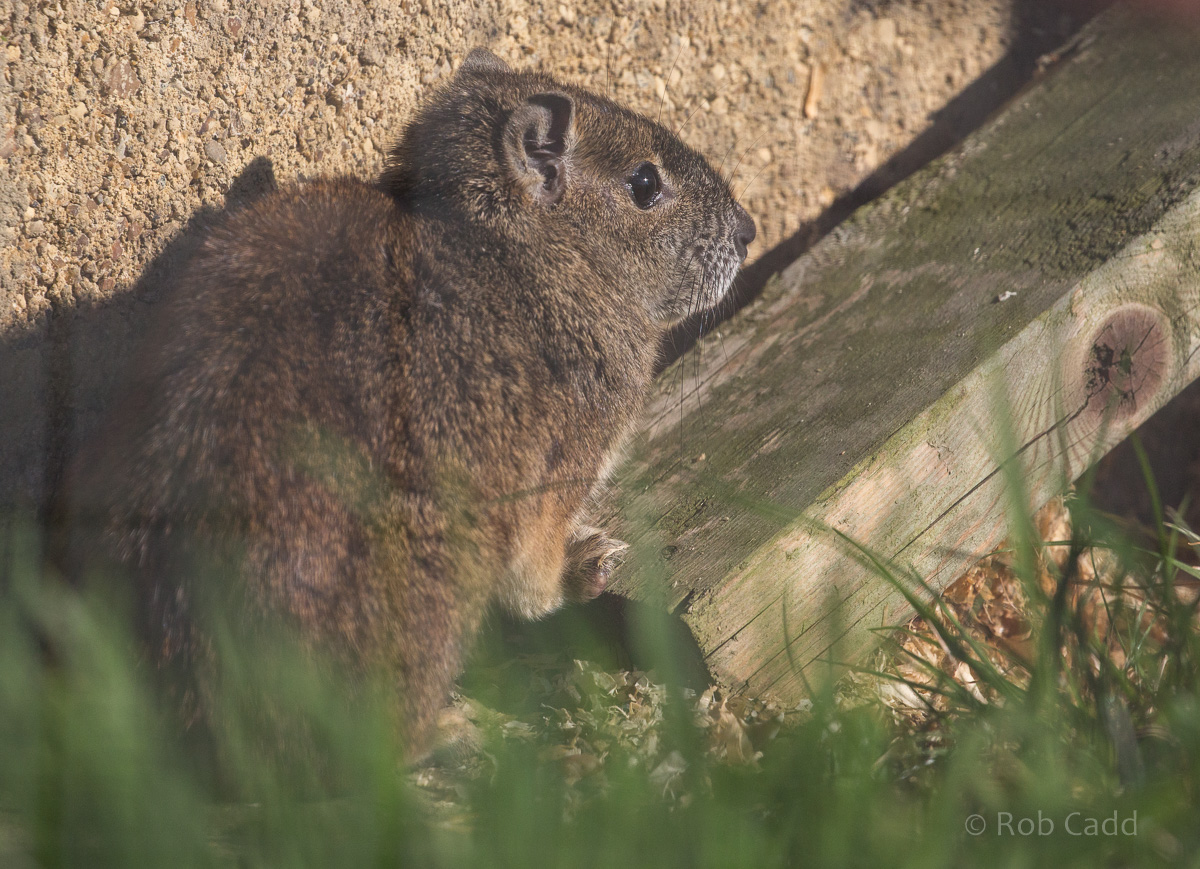 Rock cavy : Hamerton : 14 May 2017