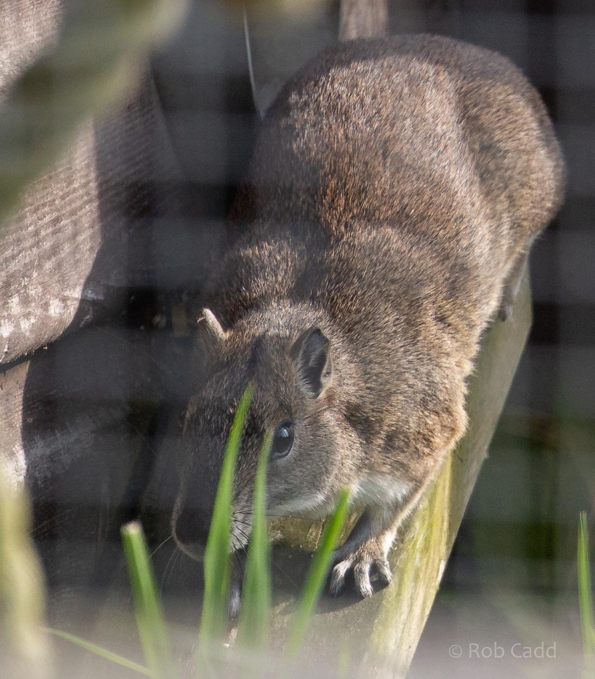 Rock cavy : Hamerton : 18 May 2018