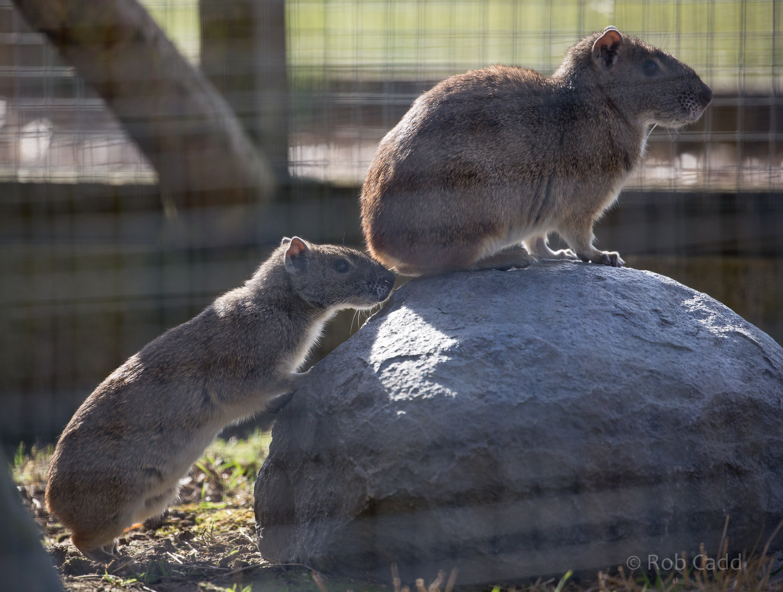 Rock cavy : Hamerton : 27 Mar 2015