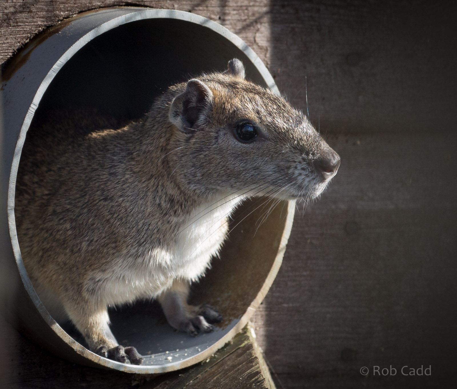 Rock cavy : Hamerton : 27 Mar 2015