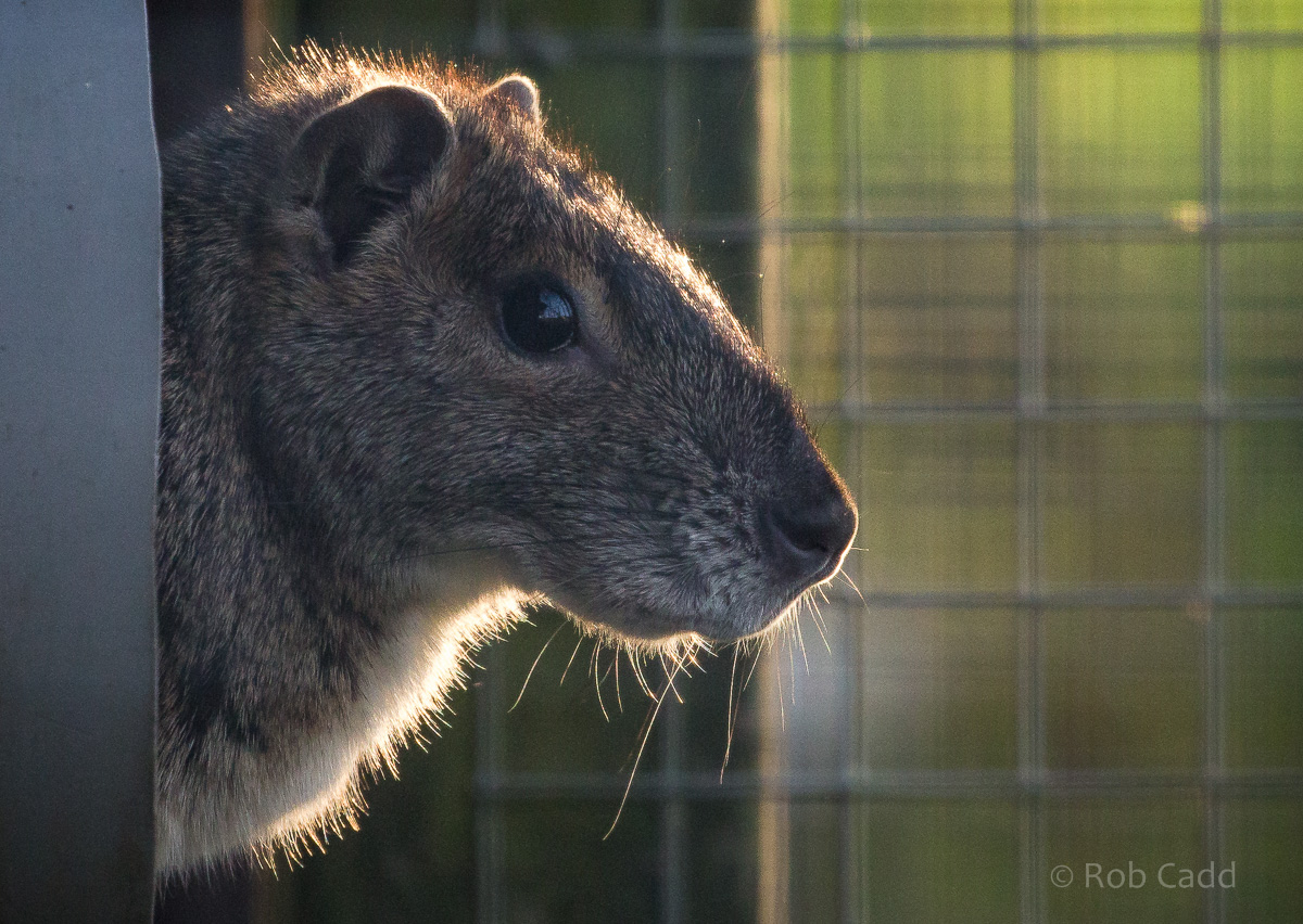 Rock cavy : Hamerton : 29 Dec 2015