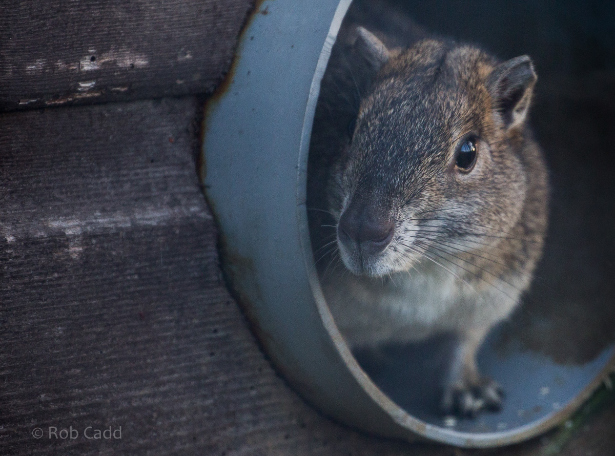 Rock cavy : Hamerton : 29 Dec 2015
