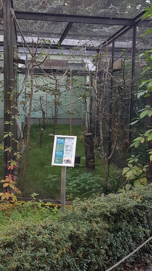 Rock cavy (Kerodon rupestris) exhibit