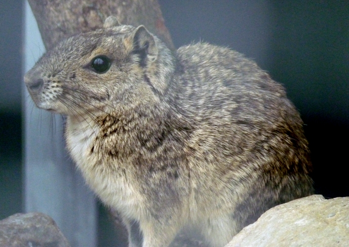 Rock cavy (Kerodon rupestris)