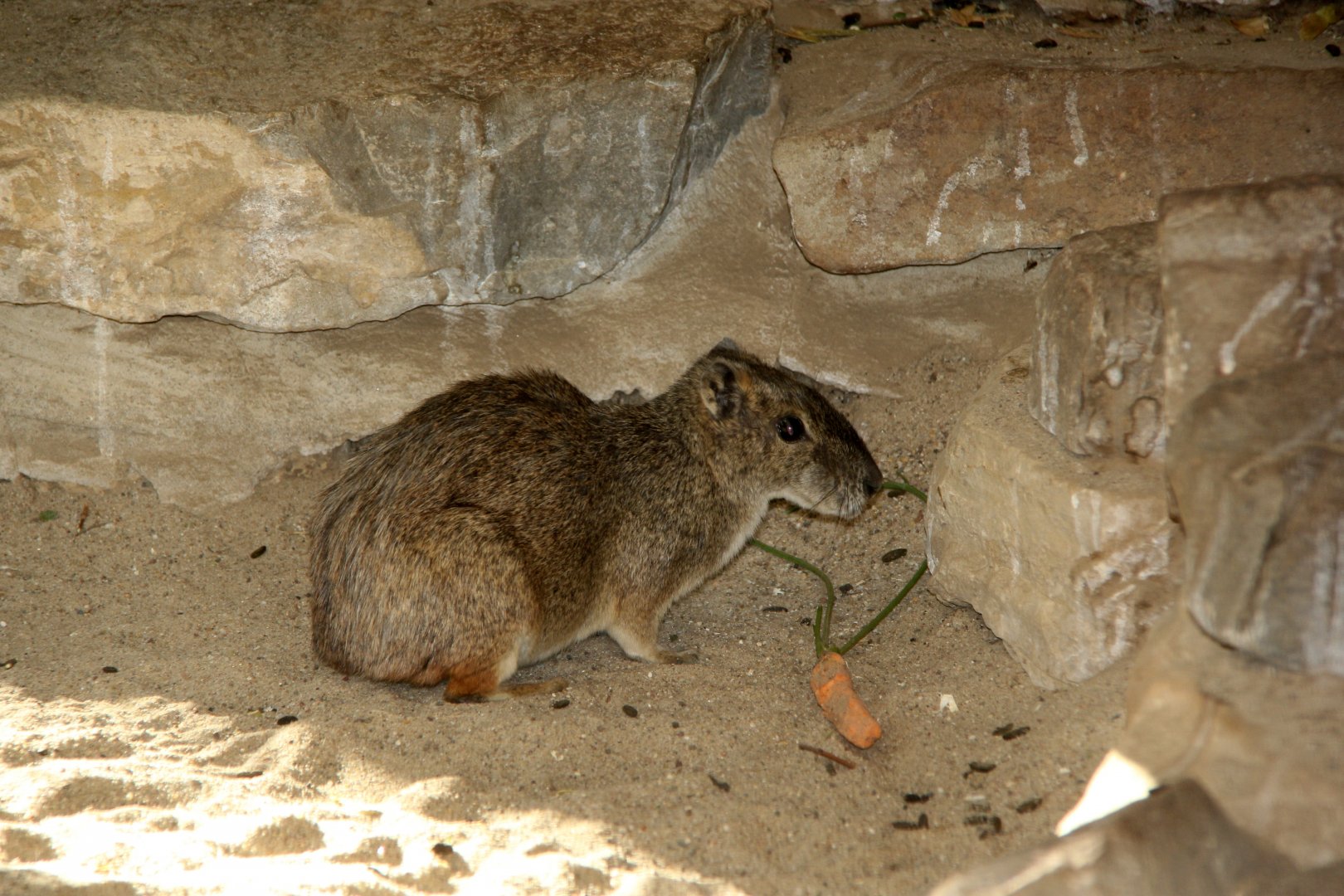 rock cavy (Kerodon rupestris)