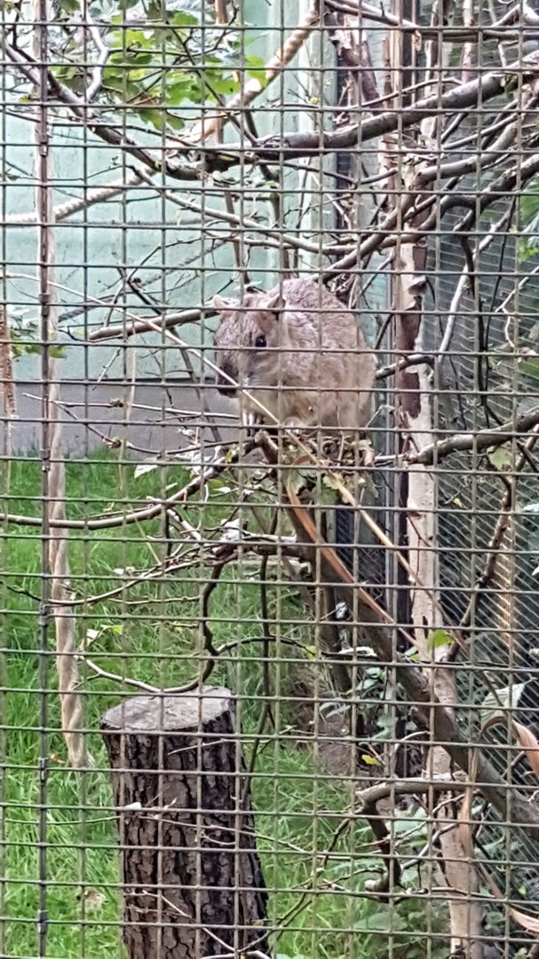 Rock cavy (Kerodon rupestris)