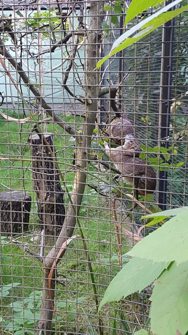 Rock cavy (Kerodon rupestris)