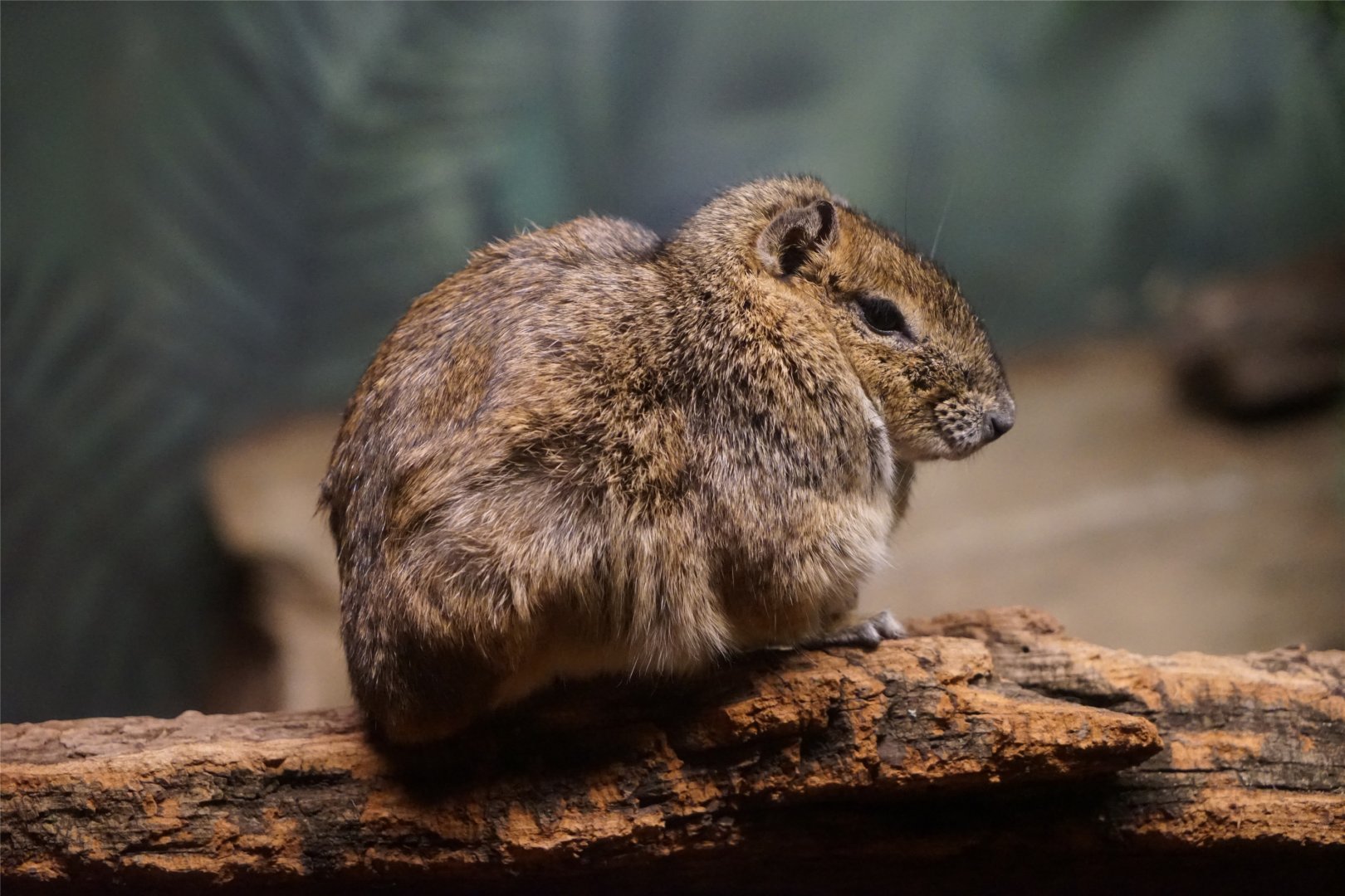 Rock Cavy (Kerodon rupestris)