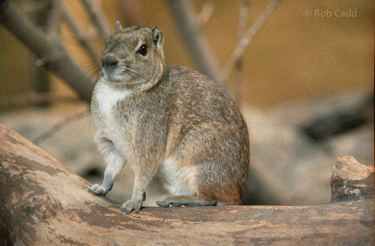 Rock cavy : London : 1983