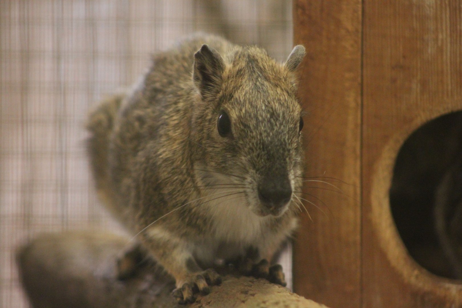 Rock cavy/mocó (Kerodon rupestris)