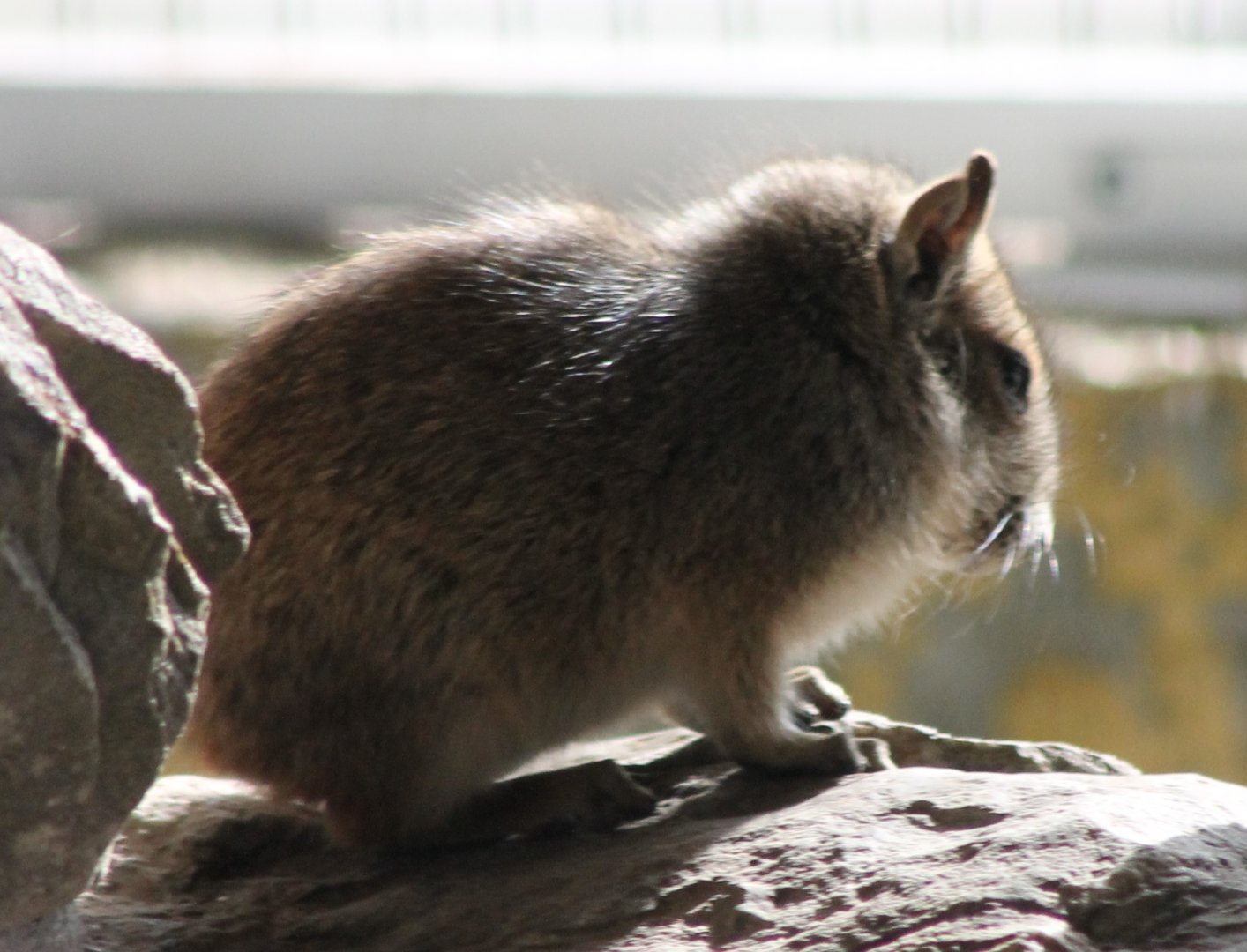Rock cavy