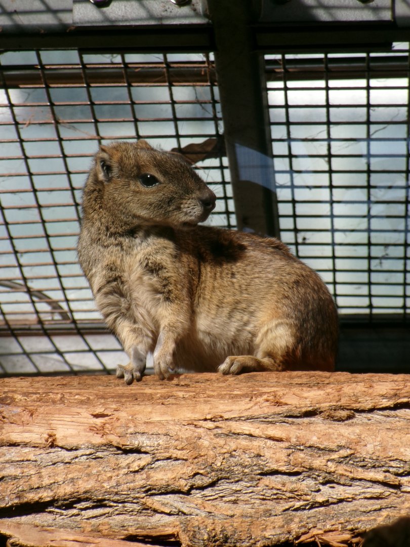 Rock cavy