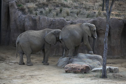 rock climbing elephant