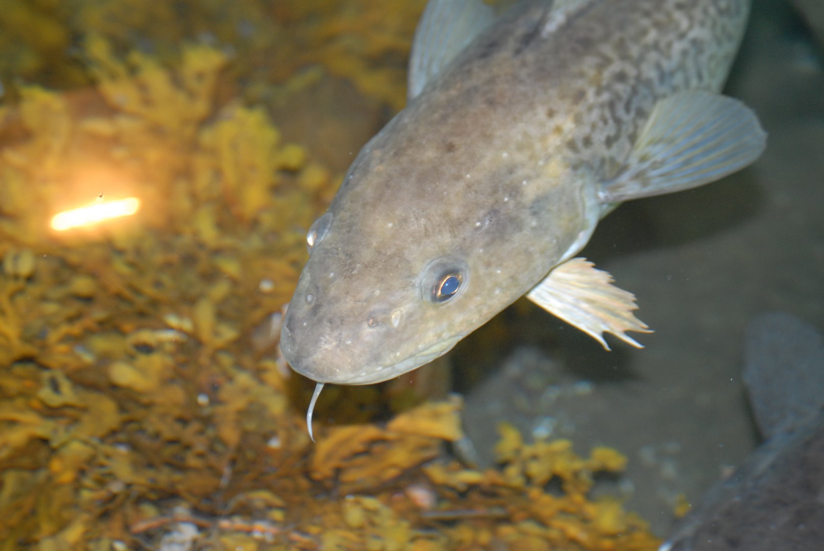 Rock Cod - Terra Nova NP Visitor's Center