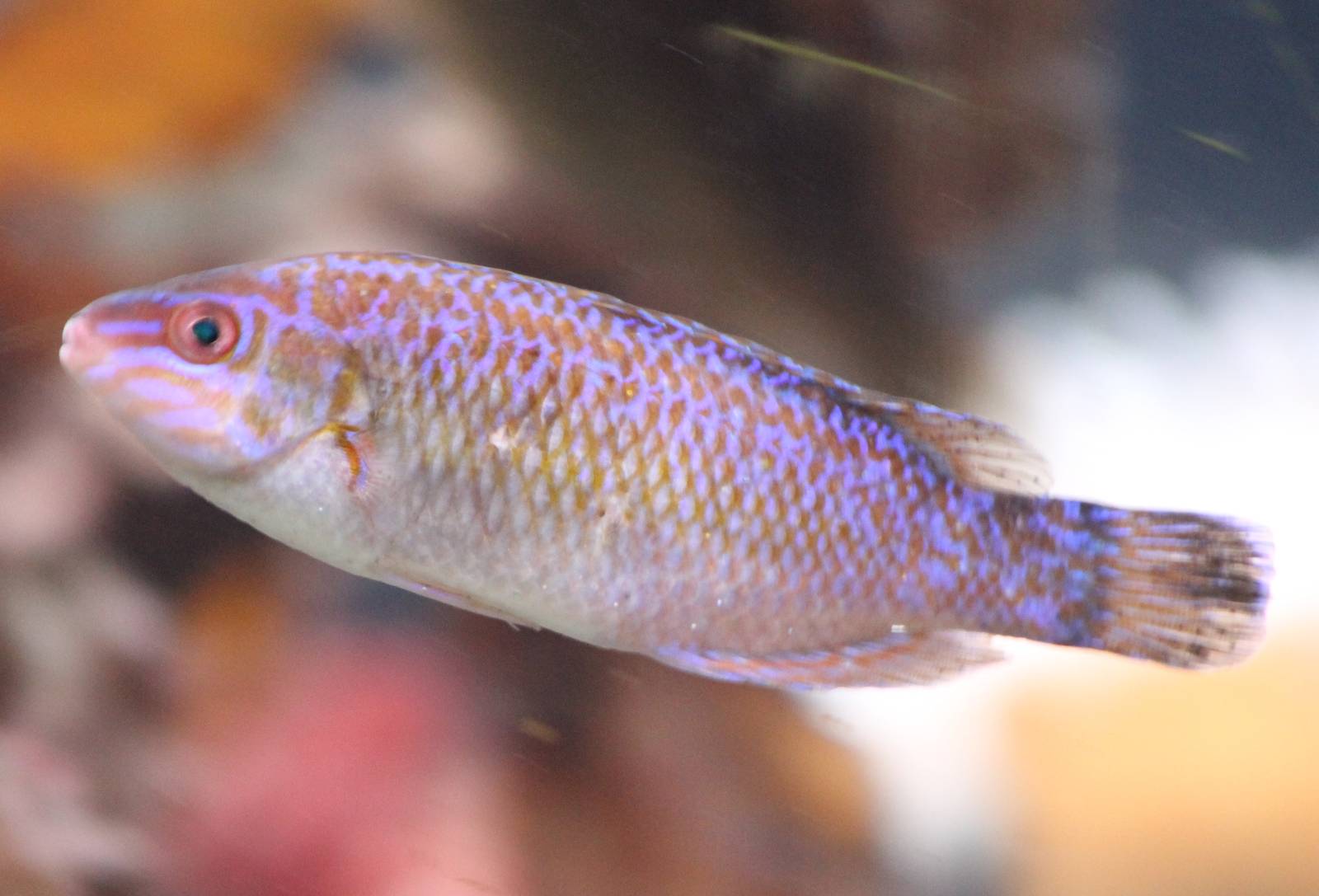 Rock cook - Centrolabrus exolentus