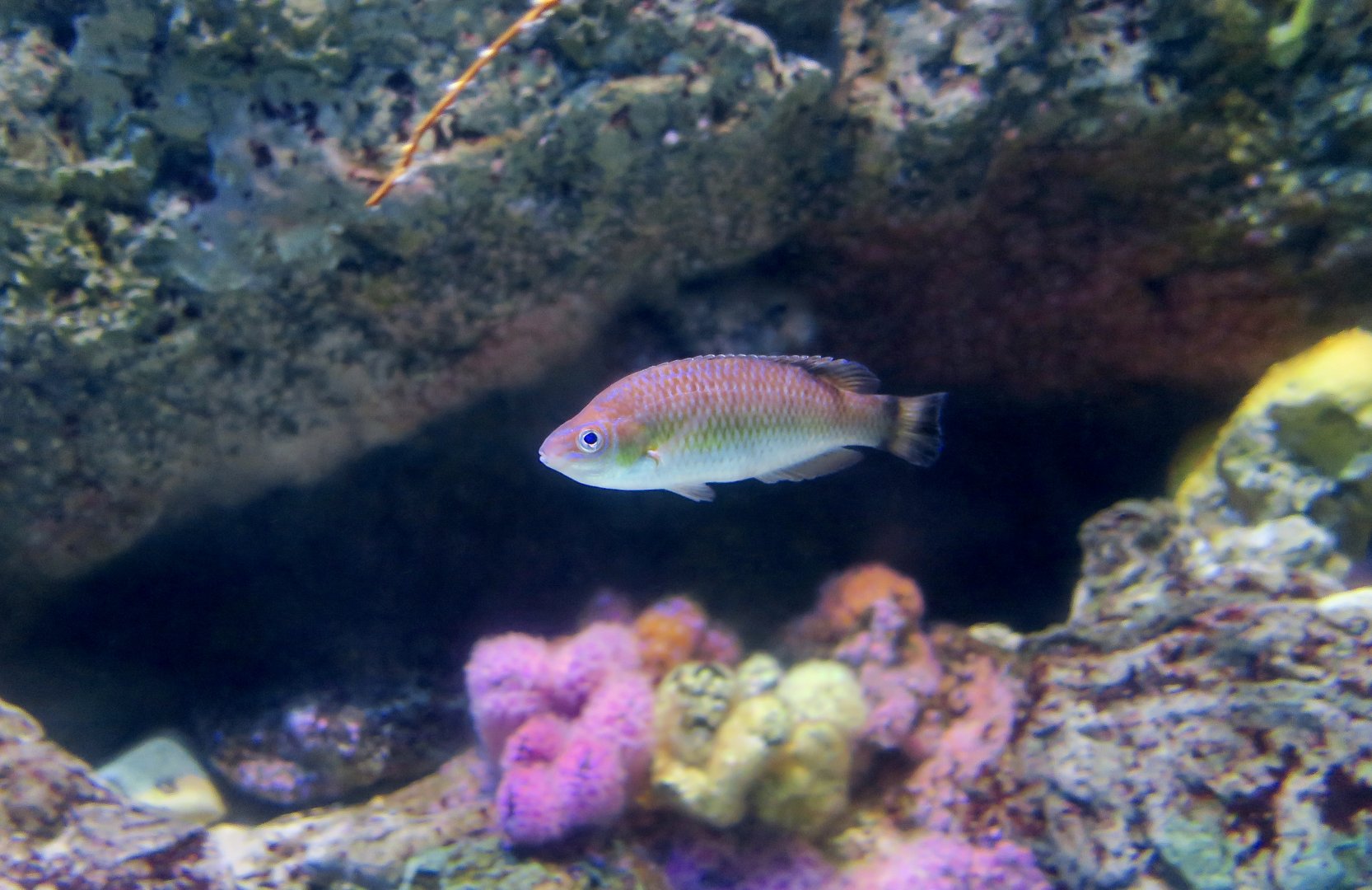 Rock Cook Wrasse (Centrolabrus exoletus)