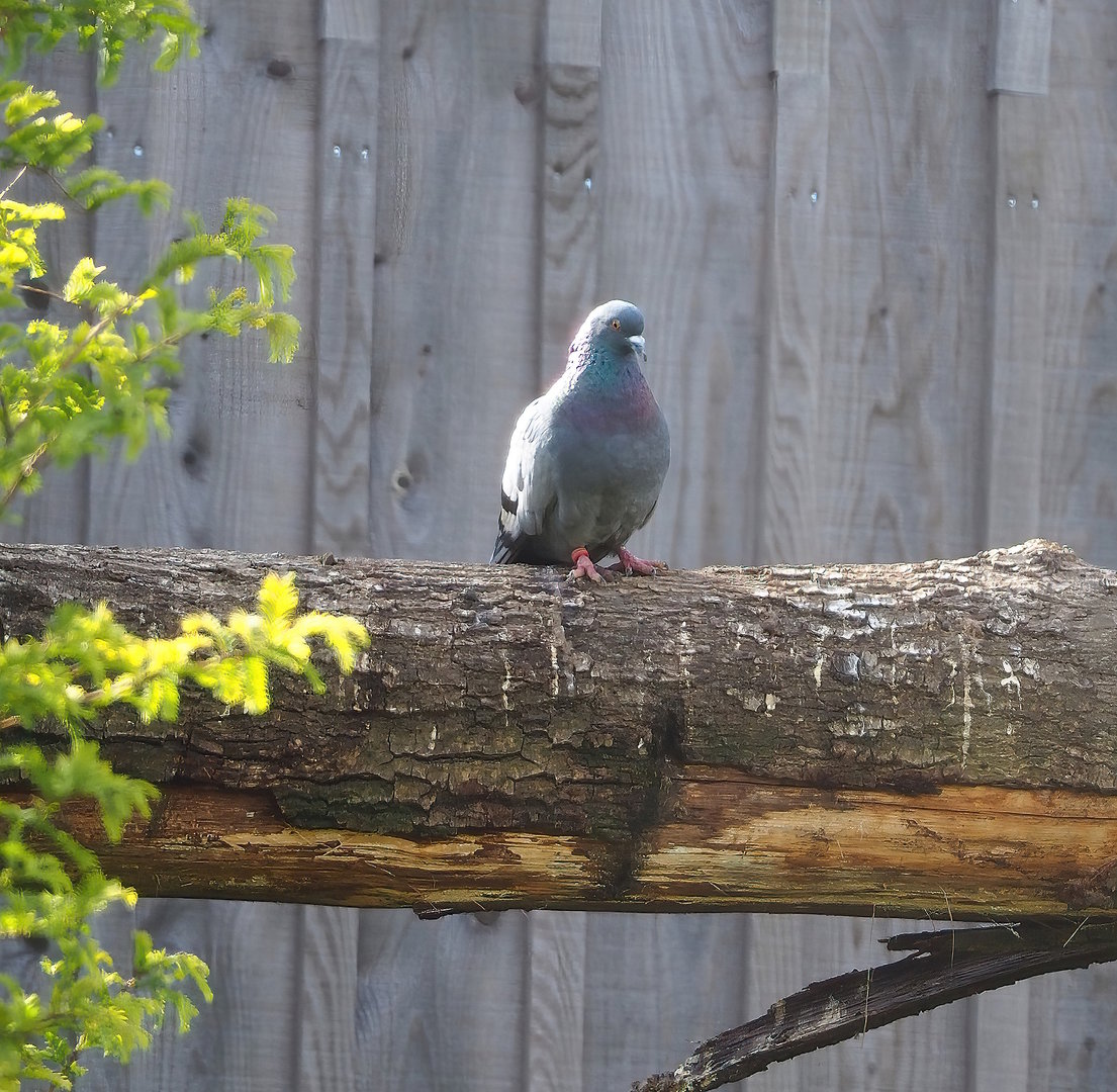 Rock dove (Columba livia), 2022-08-20