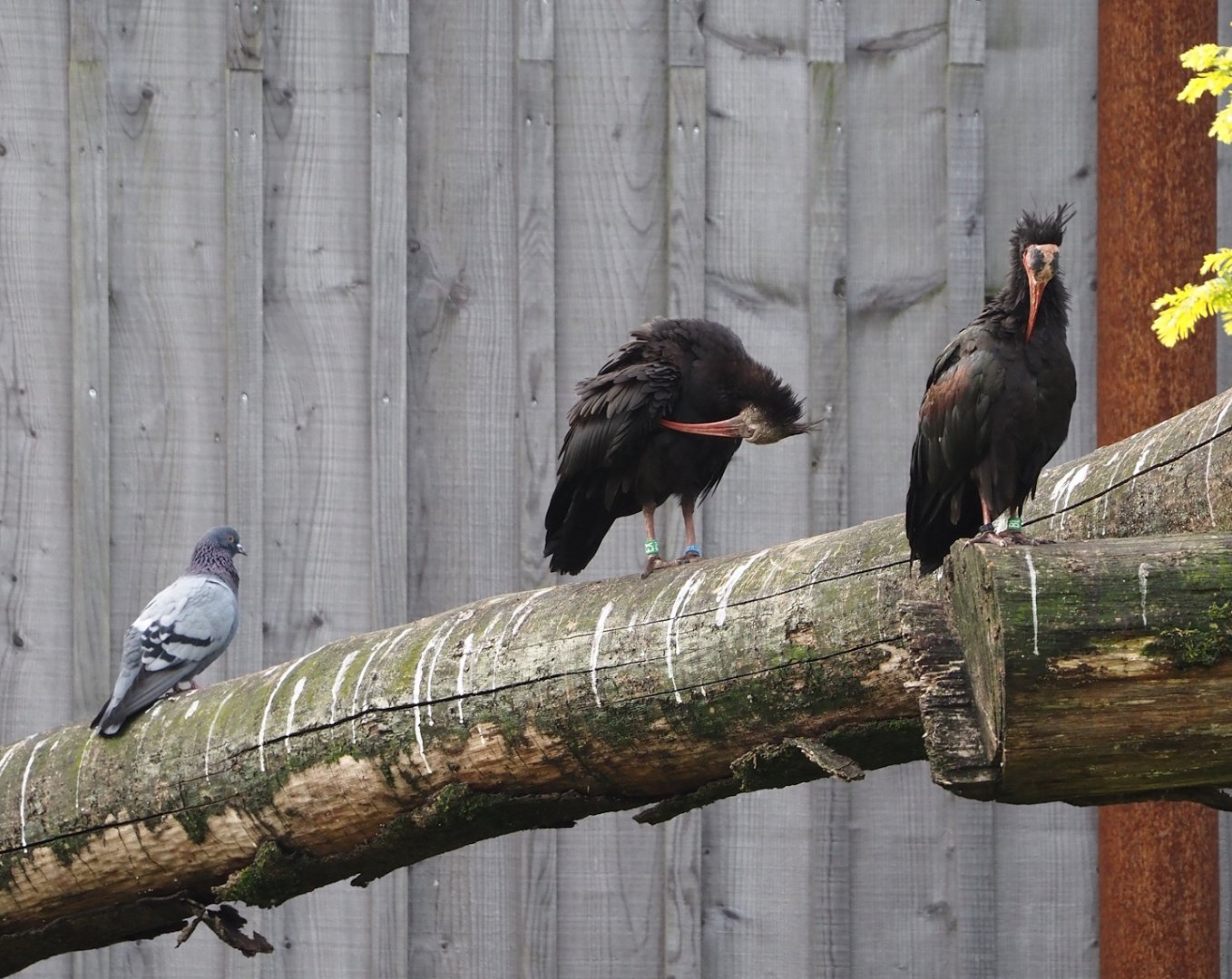 Rock dove (Columba livia) and Waldrapps (Geronticus eremita), 2024-08-21