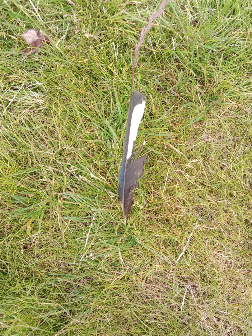 Rock dove feather?