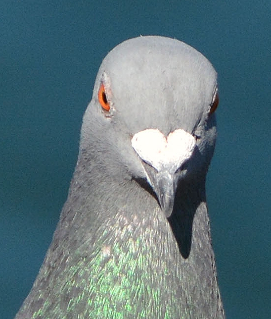 Rock dove. (Street pigeon)