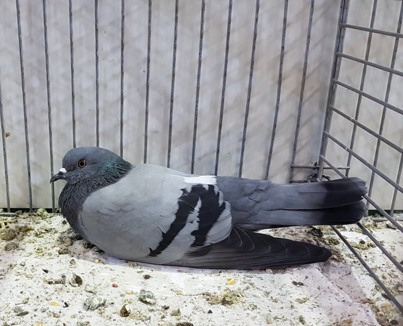 Rock dove