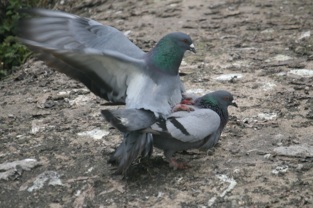 Rock Doves (Columba livia) Mating