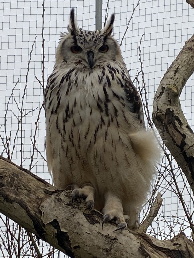 Rock eagle-owl 170224
