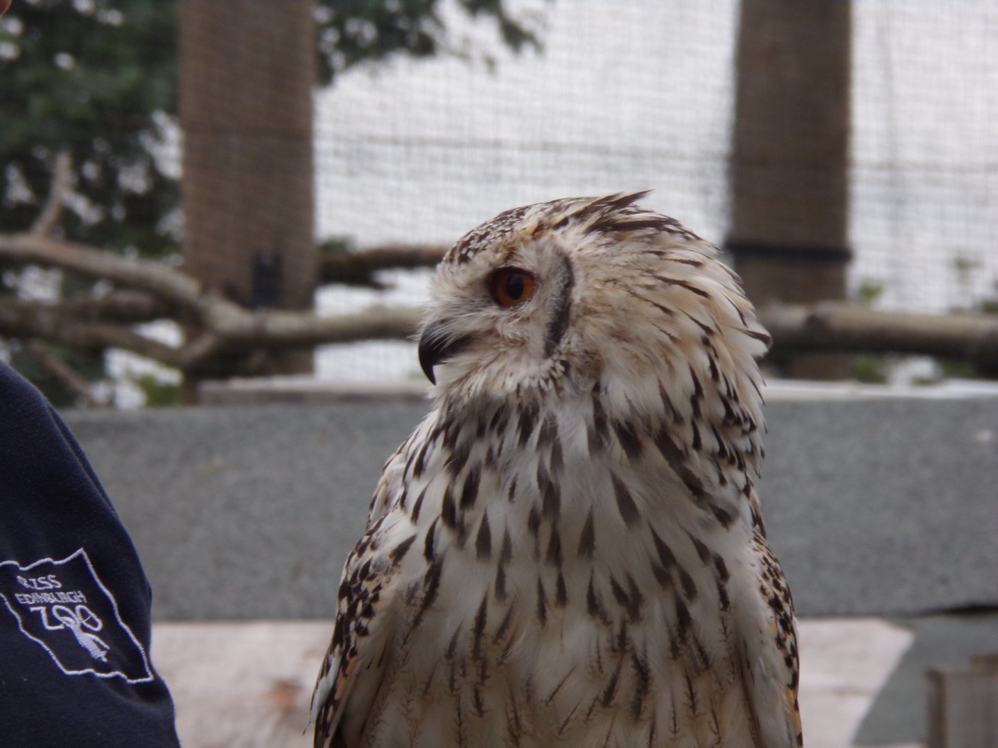 Rock eagle-Owl  18.7.24