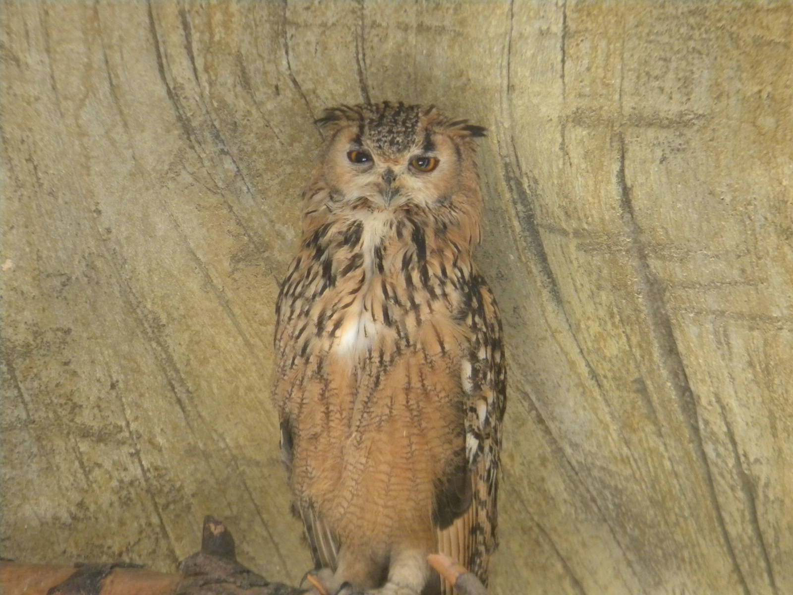 Rock Eagle Owl at Terra Natura 29/07/11