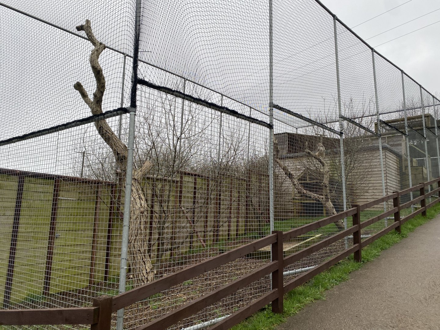 Rock eagle-owl aviary 170224