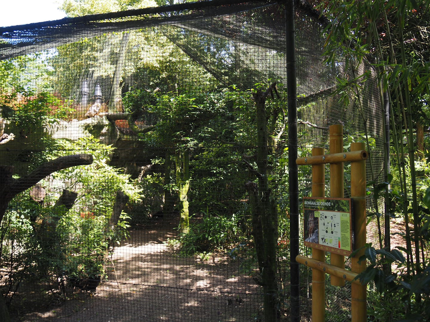 Rock eagle-owl aviary, 2024-06-30
