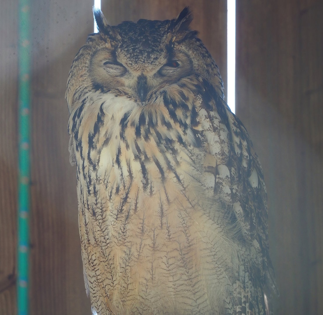 Rock eagle-owl (Bubo bengalensis), 2023-05-19