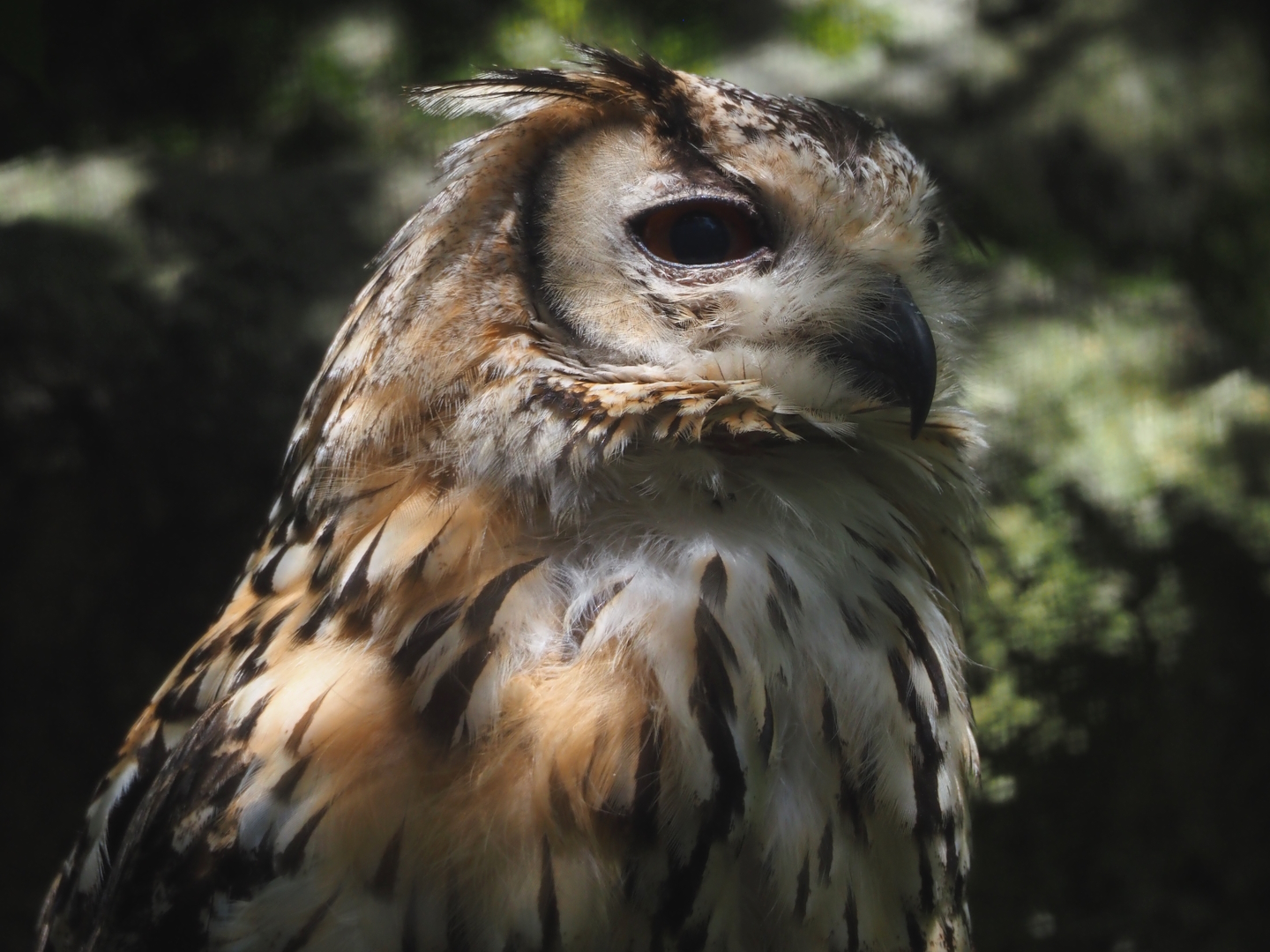 Rock eagle-owl (Bubo bengalensis), 2024-06-30