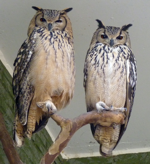 Rock eagle owl (Bubo bengalensis) pair