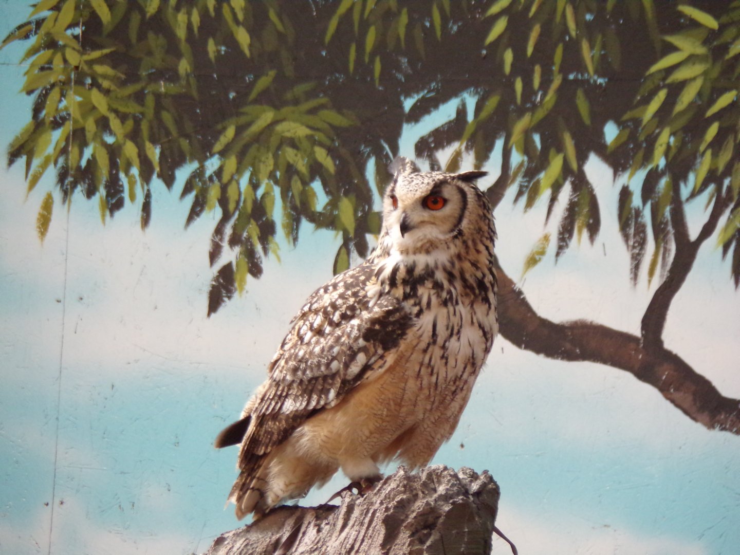 Rock Eagle owl in bird display 14.10.23
