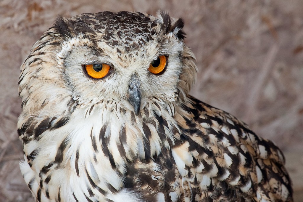 Rock Eagle Owl