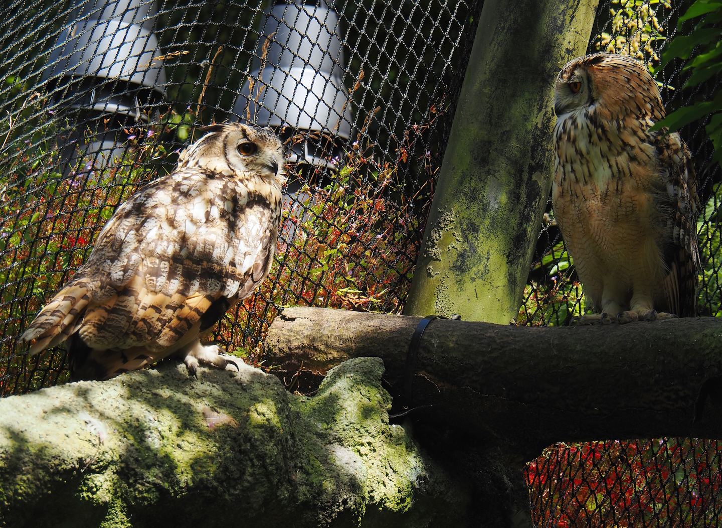 Rock eagle-owls (Bubo bengalensis), 2024-06-30