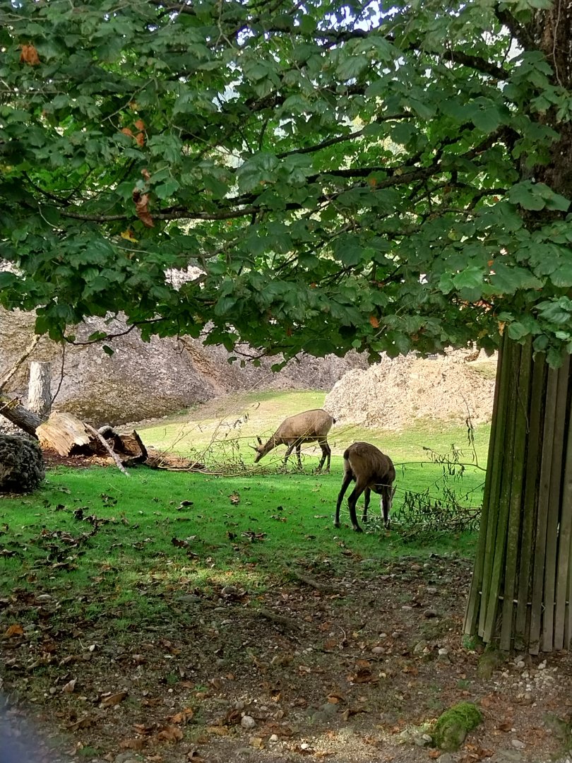Rock & Forest tour - Alpine chamois (Rubicapra r. r. )