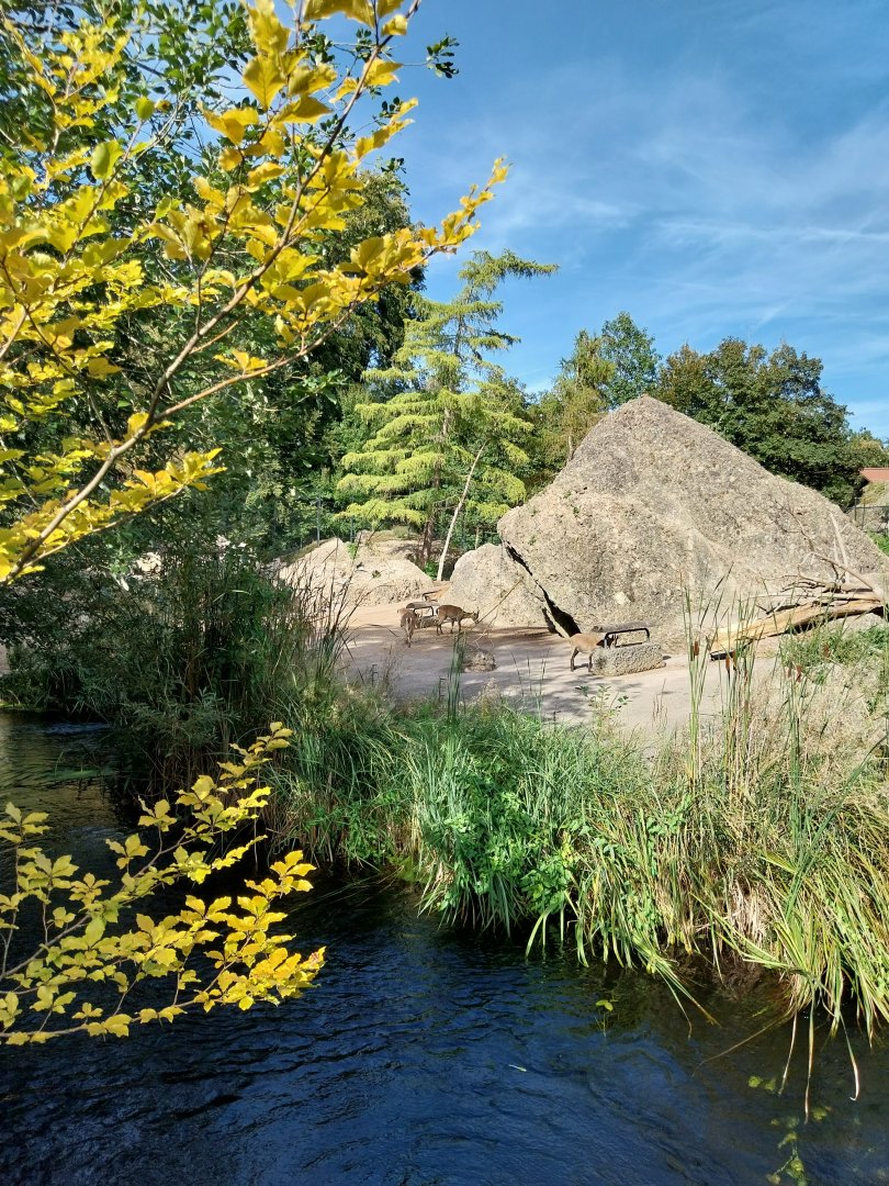 Rock & Forest tour - Alpine ibex (Capra ibex)