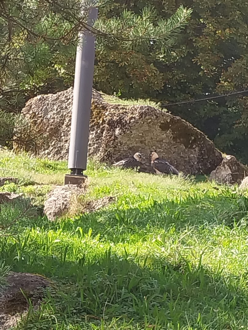 Rock & Forest tour - Bearded vulture (Gypaetus barbatus)