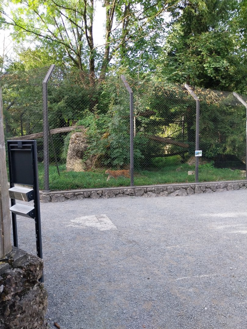Rock & Forest tour - Eurasian lynx enclosure