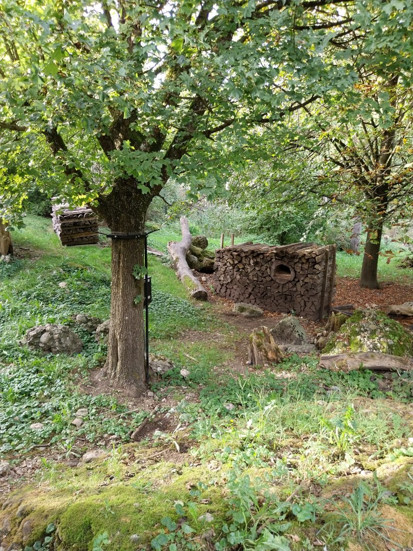 Rock & Forest tour - European red fox enclosure