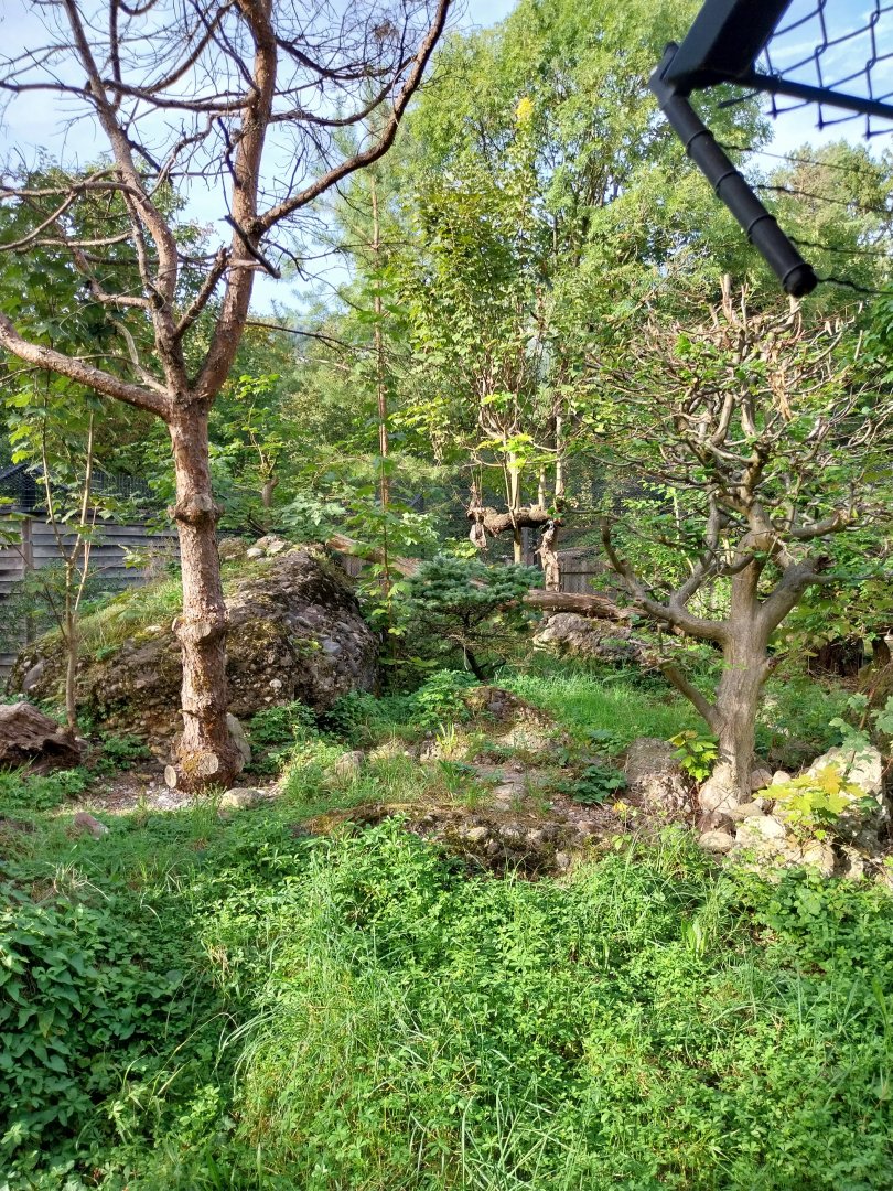 Rock & Forest tour - European wildcat enclosure