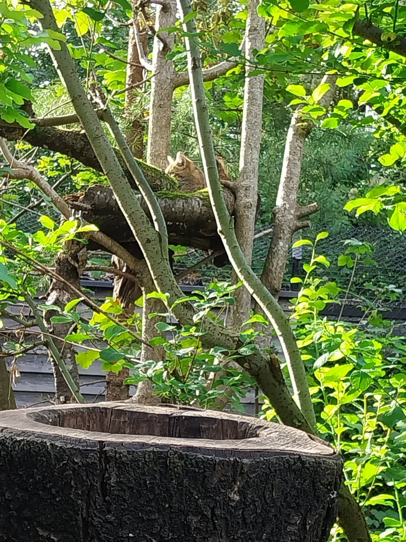 Rock & Forest tour - European wildcat (Felis silvestris silvestris)