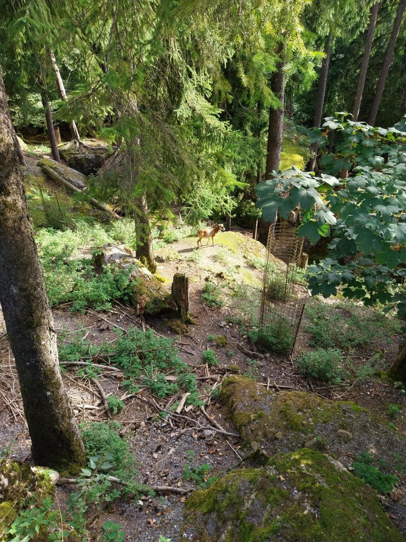 Rock & Forest tour - Free ranging mouflon (Ovis gmelini)