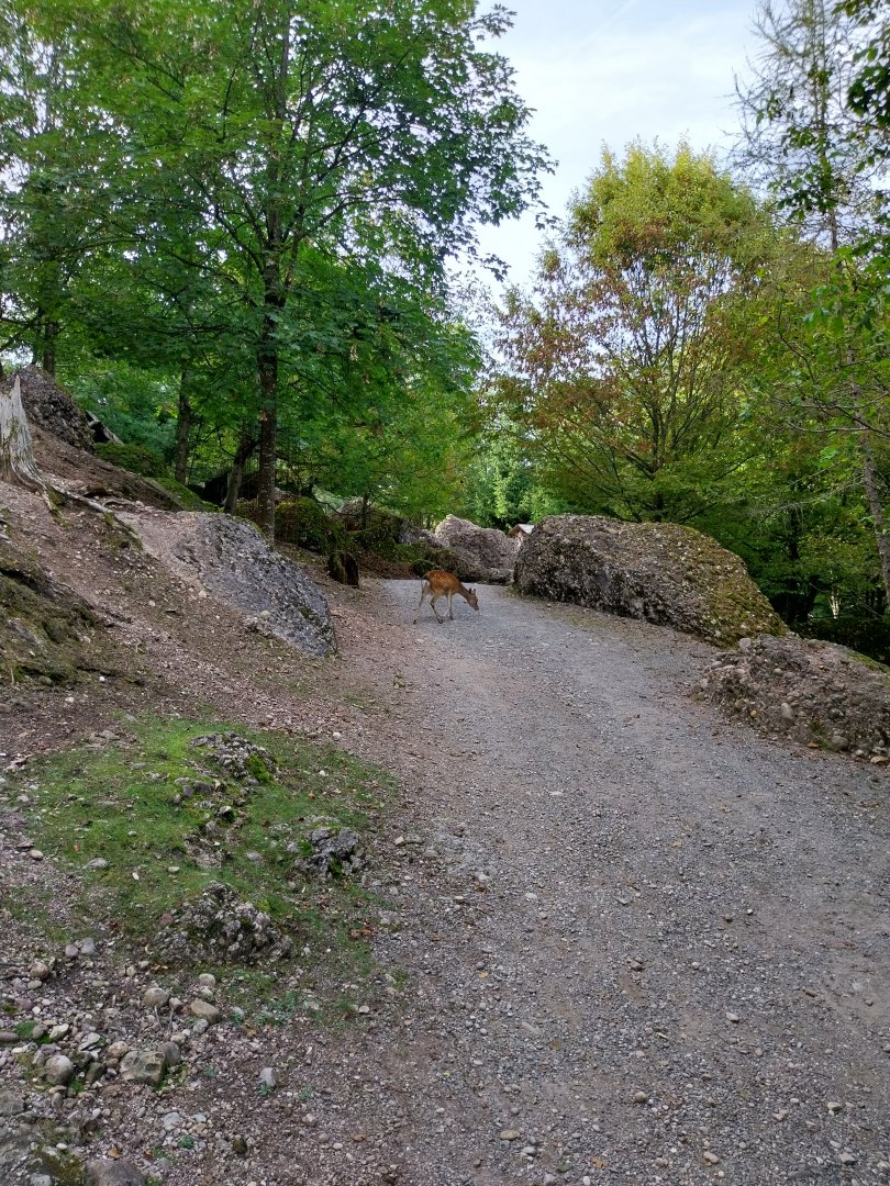 Rock & Forest tour - Free roaming sika deer (Cervus nippon)