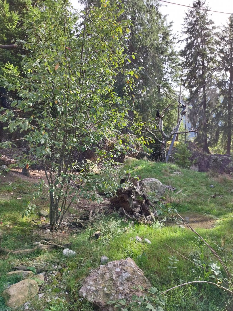 Rock & Forest tour - Owls & raven complex - North Eurasian raven (Corvus corax corax)