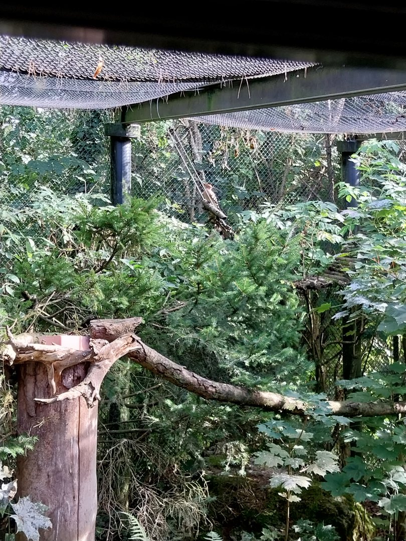 Rock & Forest tour - Pine marten house - Eurasian hoopoe (Upupa epops)